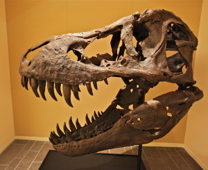 Fossilized T-Rex Skull