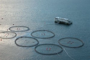 aquaculture-mariculture-will-be-used-for-future-floating-farm-prototype