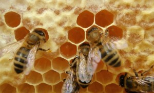 bees-making-honey-3d-printing